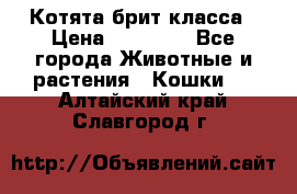 Котята брит класса › Цена ­ 20 000 - Все города Животные и растения » Кошки   . Алтайский край,Славгород г.